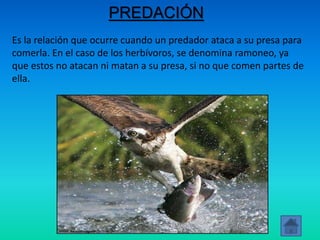 PREDACIÓN
Es la relación que ocurre cuando un predador ataca a su presa para
comerla. En el caso de los herbívoros, se denomina ramoneo, ya
que estos no atacan ni matan a su presa, si no que comen partes de
ella.
 