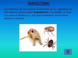 PARASITISMO
Los individuos de una especie se alimentan de los organismos de
otra especie, denominados hospedadores. El predador no mata
a su presa al alimentarse, sino que la mantiene viva al menos
durante un tiempo.
 