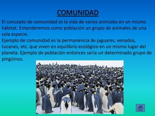 COMUNIDAD
El concepto de comunidad es la vida de varios animales en un mismo
hábitat. Entenderemos como población un grupo de animales de una
sola especie.
Ejemplo de comunidad es la permanencia de jaguares, venados,
tucanes, etc. que viven en equilibrio ecológico en un mismo lugar del
planeta. Ejemplo de población entonces sería un determinado grupo de
pingüinos.
 