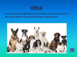 ESPECIE
Un conjunto de organismos que pueden reproducirse entre si, y
dar descendencia que también puede reproducirse.
 
