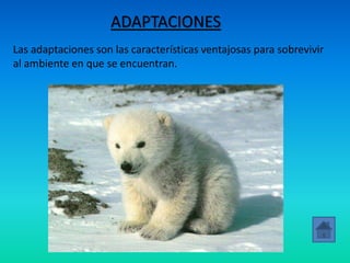 ADAPTACIONES
Las adaptaciones son las características ventajosas para sobrevivir
al ambiente en que se encuentran.
 