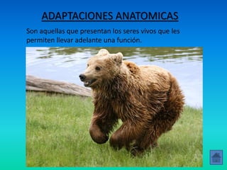 ADAPTACIONES ANATOMICAS
Son aquellas que presentan los seres vivos que les
permiten llevar adelante una función.
 