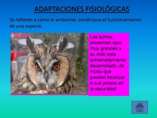 ADAPTACIONES FISIOLÓGICAS
Se refieren a cómo el ambiente, condiciona el funcionamiento
de una especie.
Los búhos,
presentan ojos
muy grandes y
su oído esta
extremadamente
desarrollado, de
modo que
pueden localizar
a sus presas en
la oscuridad.
 