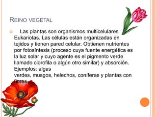 Reino vegetal    Las plantas son organismos multicelulares Eukariotas. Las células están organizadas en tejidos y tienen pared celular. Obtienen nutrientes por fotosíntesis (proceso cuya fuente energética es la luz solar y cuyo agente es el pigmento verde llamado clorofila o algún otro similar) y absorción. Ejemplos: algas verdes, musgos, helechos, coníferas y plantas con flores 