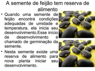 A semente de feijão tem reserva de
              alimento
• Quando uma semente de
  feijão encontra condições
  adequadas de umidade e
  temperatura, ela inicia seu
  desenvolvimento.Esse início
  de     desenvolvimento    é
  chamado de germinação da
  semente.
• Nesta semente existe uma
  reserva de alimento para
  nova planta iniciar seu
  desenvolvimento.
 