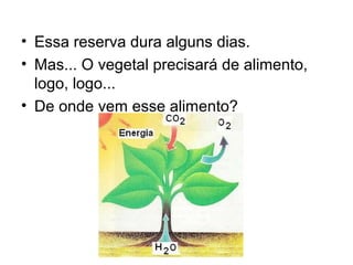 • Essa reserva dura alguns dias.
• Mas... O vegetal precisará de alimento,
  logo, logo...
• De onde vem esse alimento?
 