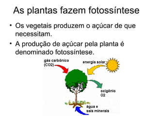 As plantas fazem fotossíntese
• Os vegetais produzem o açúcar de que
  necessitam.
• A produção de açúcar pela planta é
  denominado fotossíntese.
 