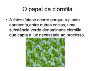 O papel da clorofila
• A fotossíntese ocorre porque a planta
  apresenta,entre outras coisas, uma
  substância verde denominada clorofila,
  que capta a luz necessária ao processo.
 