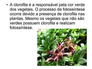 • A clorofila é a responsável pela cor verde
  dos vegetais. O processo da fotossíntese
  ocorre devido a presença de clorofila nas
  plantas. Mesmo os vegetais que não são
  verdes possuem clorofila e realizam
  fotossíntese.
 