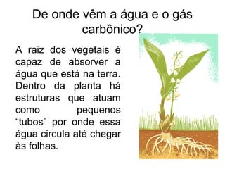 De onde vêm a água e o gás
           carbônico?
A raiz dos vegetais é
capaz de absorver a
água que está na terra.
Dentro da planta há
estruturas que atuam
como          pequenos
“tubos” por onde essa
água circula até chegar
às folhas.
 