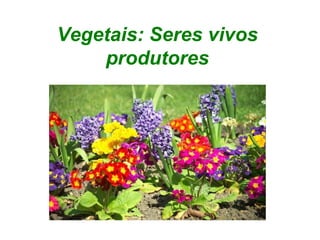Vegetais: Seres vivos
    produtores
 
