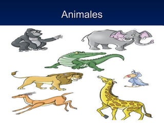Animales 