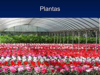 Plantas 