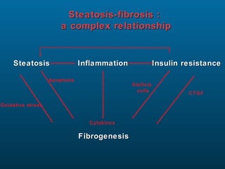 Steatosis-fibrosis :
a complex relationship

Steatosis

Inflammation

Apoptosis

Insulin resistance
Stellate
cells

Oxidative stress

Cytokines

Fibrogenesis

CTGF

 