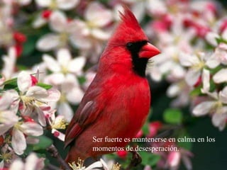 Ser fuerte es mantenerse en calma en los momentos de desesperación.