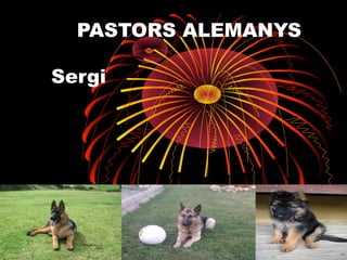 PASTORS ALEMANYS

Sergi
 