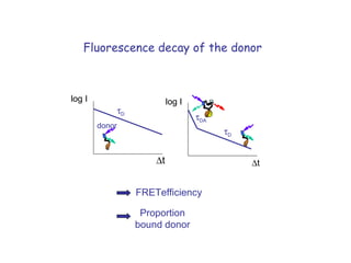  t  D  DA Fluorescence decay of the donor FRETefficiency   t  D donor Proportion bound donor log I log I 