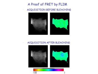 . ACQUISITION BEFORE BLEACHING .   ACQUISITION AFTER BLEACHING A Proof of FRET by FLIM 