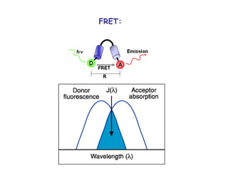 FRET: 