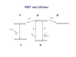 FRET and Lifetime: 
