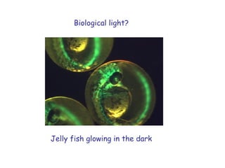 Jelly fish glowing in the dark Biological light? 