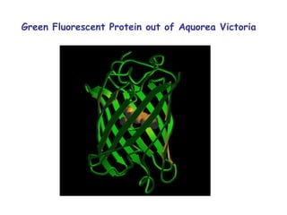Green Fluorescent Protein out of Aquorea Victoria 