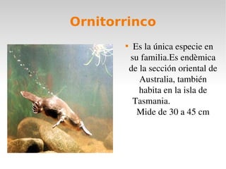 Ornitorrinco Es la única especie en su familia.Es endèmica de la sección oriental de Australia , también habita en la isla de Tasmania. Mide de 30 a 45 cm