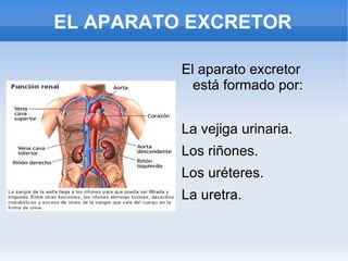 EL APARATO EXCRETOR ,[object Object]