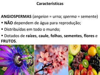 Caracteristicas
ANGIOSPERMAS (angeion = urna; sperma = semente)
• NÃO dependem de água para reprodução;
• Distribuídas em todo o mundo;
• Dotados de raízes, caule, folhas, sementes, flores e
FRUTOS.

Professor: Thiago Lima

 