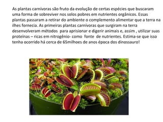 As plantas carnívoras são fruto da evolução de certas espécies que buscaram
uma forma de sobreviver nos solos pobres em nutrientes orgânicos. Essas
plantas passaram a retirar do ambiente o complemento alimentar que a terra na
ilhes fornecia. As primeiras plantas carnívoras que surgiram na terra
desenvolveram métodos para aprisionar e digerir animais e, assim , utilizar suas
proteínas – ricas em nitrogênio- como fonte de nutrientes. Estima-se que isso
tenha ocorrido há cerca de 65milhoes de anos época dos dinossauro!

 