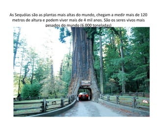 As Sequóias são as plantas mais altas do mundo, chegam a medir mais de 120
metros de altura e podem viver mais de 4 mil anos. São os seres vivos mais
pesados do mundo (6.000 toneladas)

 