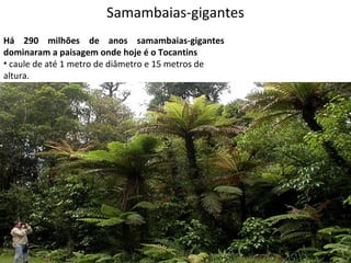 Samambaias-gigantes
Há 290 milhões de anos samambaias-gigantes
dominaram a paisagem onde hoje é o Tocantins
• caule de até 1 metro de diâmetro e 15 metros de
altura.

Professor: Thiago Lima

 