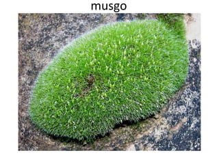 musgo

 