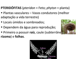 PTERIDÓFITAS (pteridon = Feto; phyton = planta)
• Plantas vasculares – Vasos condutores (melhor
adaptação a vida terrestre)
• Locais úmidos e sombreados;
• Dependem da água para reprodução;
• Primeiro a possuir raíz, caule (subterrâneo do tipo
rizoma) e folhas.

Professor: Thiago Lima

 