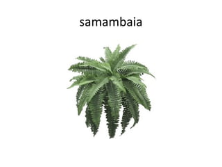 samambaia

 