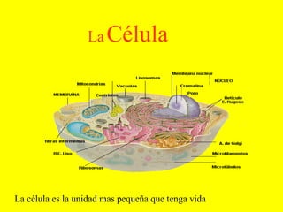 La   Célula La célula es la unidad mas pequeña que tenga vida 