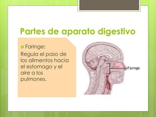 Partes de aparato digestivo
 Faringe:
Regula el paso de
los alimentos hacia
el estomago y el
aire a los
pulmones.
 