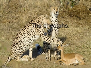 The cheetahs. 