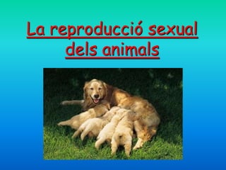 La reproducció sexual
     dels animals
 