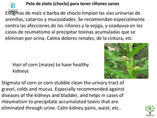 Pelo de elote (choclo) para tener riñones sanos Estigmas de maíz o barba de choclo limpian las vías urinarias de arenillas, catarros y mucosidades. Se recomiendan especialmente contra las afecciones de los riñones y la vejiga, y coadyuva en los casos de reumatismo al precipitar toxinas acumuladas que se eliminan por orina. Calma dolores renales, de la cintura, etc . Hair of corn (maize) to have healthy kidneys Stigmata of corn or corn stubble clean the urinary tract of gravel, colds and mucus. Especially recommended against diseases of the kidneys and bladder, and helps in cases of rheumatism to precipitate accumulated toxins that are eliminated through urine. Calm kidney pains, waist, etc.. 