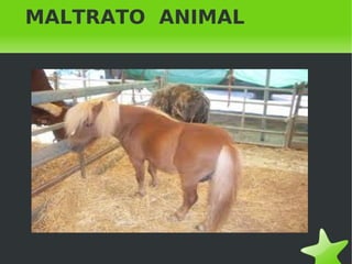    
MALTRATO ANIMAL
 