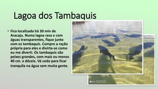 Lagoa dos Tambaquis
• Fica localizada há 30 min de
Aracaju. Numa lagoa rasa e com
águas transparentes, fique junto
com os tambaquis. Compre a ração
própria para eles e divirta-se como
eu me diverti. Os tambaquis são
peixes grandes, com mais ou menos
40 cm. e dóceis. Vá cedo para ficar
tranquila na água sem muita gente.
 