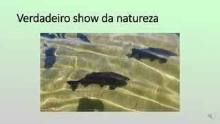 Verdadeiro show da natureza
 