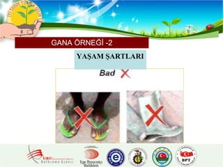 GANA   ÖRNEĞİ -2 YAŞAM ŞARTLARI 