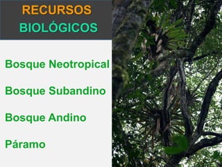 RECURSOS 
BIOLÓGICOS 
Bosque Neotropical 
Bosque Subandino 
Bosque Andino 
Páramo 
 