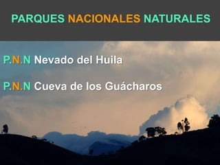 PARQUES NACIONALES NATURALES 
P.N.N Nevado del Huila 
P.N.N Cueva de los Guácharos 
 