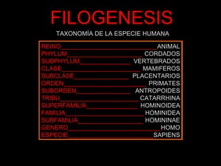 FILOGENESIS REINO____________________________ PHYLUM______________________ SUBPHYLUM_______________ CLASE_______________________ SUBCLASE________________ ORDEN________________________ SUBORDEN________________ TRIBU_______________________ SUPERFAMILIA_______________ FAMILIA_______________________ SUBFAMILIA___________________ GENERO___________________________ ESPECIE_________________________ ANIMAL CORDADOS VERTEBRADOS MAMIFEROS PLACENTARIOS PRIMATES ANTROPOIDES CATARRHINA HOMINOIDEA HOMINIDEA HOMININAE HOMO SAPIENS TAXONOMÍA DE LA ESPECIE HUMANA 