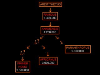 ARDITITHECUS  RAMIDUS 4.400.000  ANAMENSIS 4.200.000  ¿?   PARANTHROPUS 2.600.000 ¿?  PRIMER HOMO 2.500.000  AFRICANUS 3.000.000 