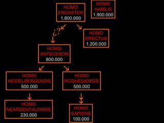 HOMO ERGASTER 1.800.000 HOMO HABILIS 1.900.000 HOMO ERECTUS 1.200.000 HOMO ANTECESOR 800.000 HOMO RODHESIENSIS 500.000 HOMO HEIDELBERGENSIS 500.000 HOMO NEARDENTALENSIS 230.000 HOMO SAPIENS 100.000      ¿?  