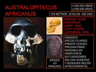 AUSTRALOPITECUS AFRICANUS 4.000.000 AÑOS 2.000.000 AÑOS NIÑO DE TAUNG SUDAFRICA (DART, 1924) LUCY, ETIOPIA (JOHANSON, 1976) SIMIESCO ARCOS CILIARES FRENTE HUIDIZA PROGNATISMO MANDIBULAR OMNÍVOROS NO CAZADORES SELVAS HUMEDAS Y BOSQUES SECOS AFRICAORIENTAL 120 METROS  32 KILOS  450 CM3 BÍPEDO NO ERGUIDO 